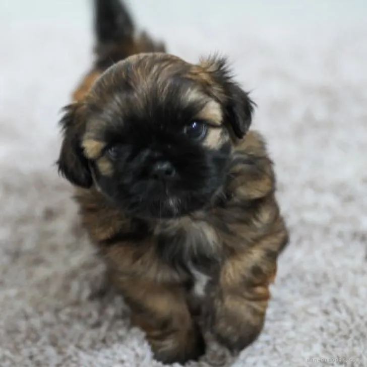 ID:2206-00748の子犬