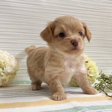 ポメチワプー【福岡県・女の子・2024年8月4日・茶色】の写真「ポメチワプーの四女ちゃんです(*^^*)」
