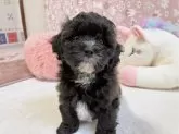 シープー(トイプードル×シーズー)【福岡県・女の子・2024年1月4日・ブラック&ホワイト】の写真5