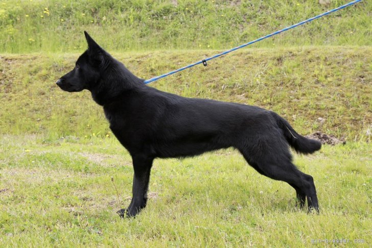 母犬　セルダ｜小松　大亮(こまつ　だいすけ)ブリーダー(秋田県・ジャーマン・シェパード・ドッグ・日本警察犬協会登録)の紹介写真10