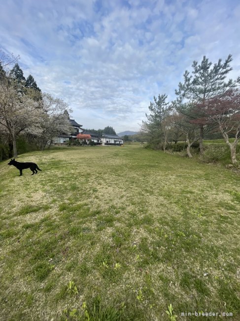 犬舎の裏には1500坪の天然芝のドッグランがあり、犬達はストレスなく運動ができます🐶｜小松　大亮(こまつ　だいすけ)ブリーダー(秋田県・ジャーマン・シェパード・ドッグ・JKC/日本警察犬協会登録)の紹介写真4