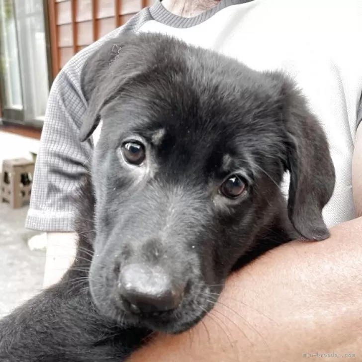 ID:2508-04355の子犬