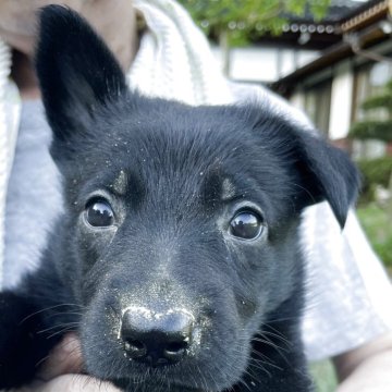 ジャーマン・シェパード・ドッグ【秋田県・女の子・2025年6月14日・ブラック】の写真「母犬、父犬共にドイツ輸入犬」