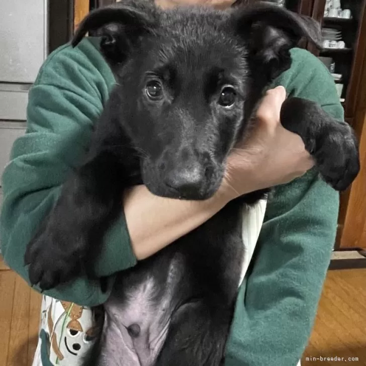 ハルナ 様のお迎えした子犬