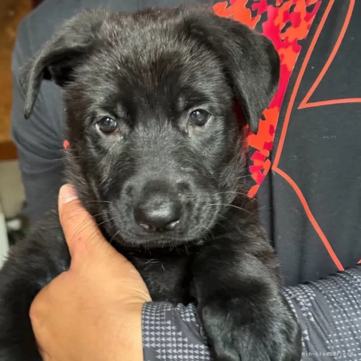 ID:2410-01082の子犬