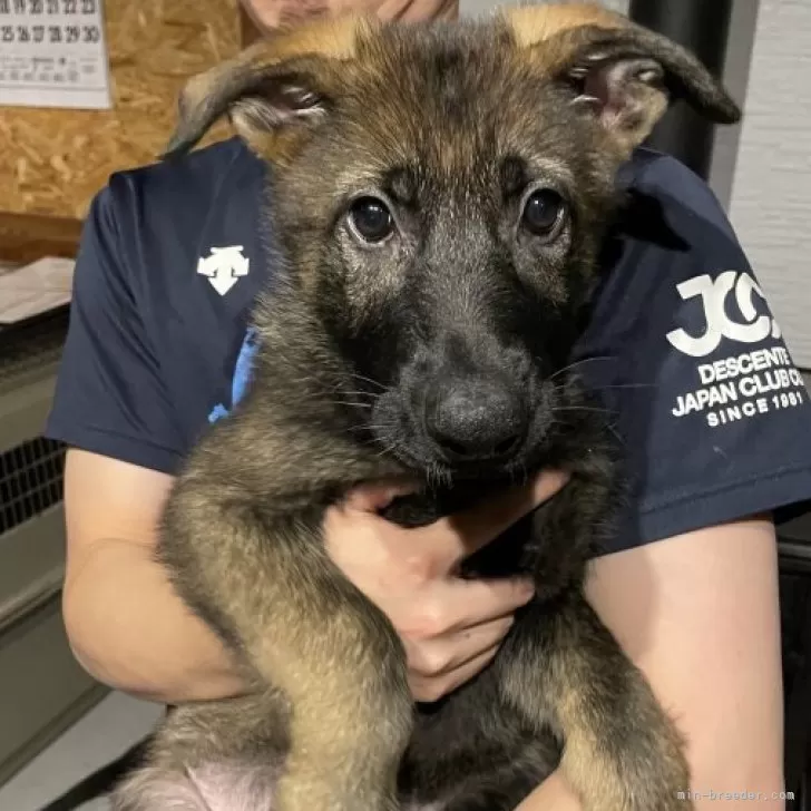 Apple 様のお迎えした子犬