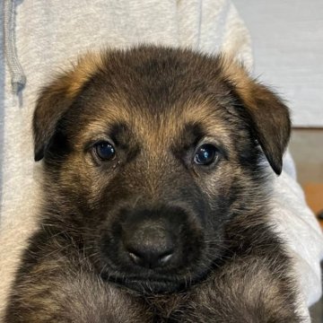 ジャーマン・シェパード・ドッグ【秋田県・男の子・2023年10月3日・ウルフ】の写真「母犬、父犬共にドイツ輸入犬
IGP系統」