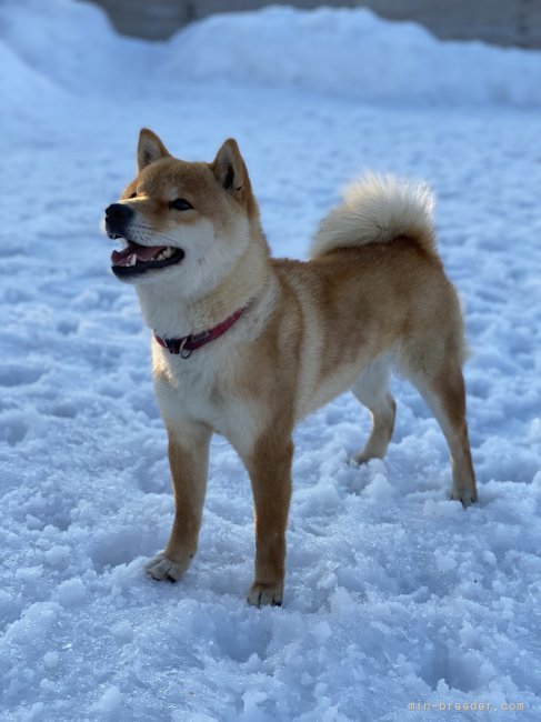 堀　珠希(ほり　たまき)ブリーダー(北海道・柴犬・JKC登録)の紹介写真2