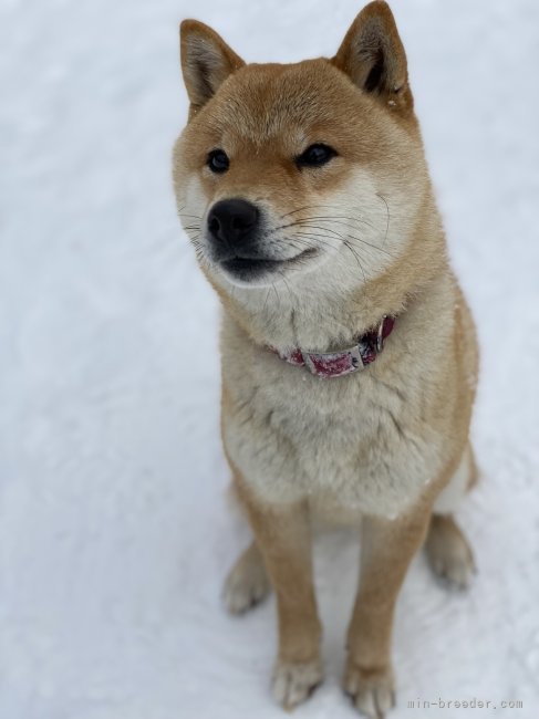堀　珠希(ほり　たまき)ブリーダー(北海道・柴犬・JKC登録)の紹介写真5