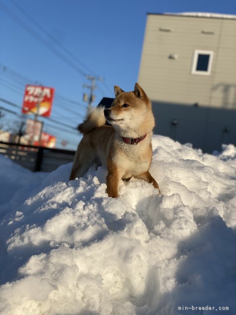 北海道犬写真集 イヌ（北海道犬）[23018032076]の写真・イラスト素材｜アマナ
