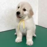 ゴールデンレトリバー【北海道・女の子・2025年10月1日・クリーム】の写真10