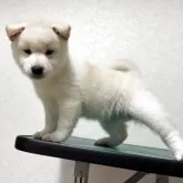 柴犬(標準サイズ)【北海道・男の子・2025年10月14日・白】の写真10