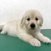 ゴールデンレトリバー【北海道・女の子・2025年10月1日・クリーム】の写真10