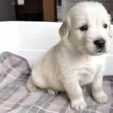 ゴールデンレトリバー【北海道・男の子・2025年10月1日・クリーム】の写真11
