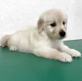 ゴールデンレトリバー【北海道・女の子・2025年10月1日・クリーム】の写真11