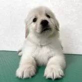 ゴールデンレトリバー【北海道・女の子・2025年10月1日・クリーム】の写真13