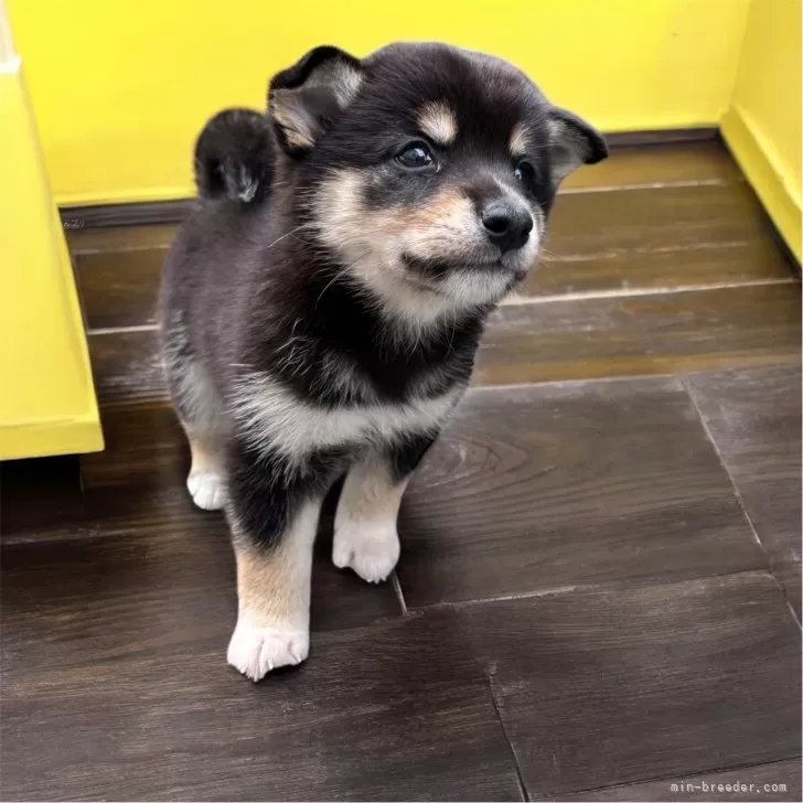 シバ 様のお迎えした子犬