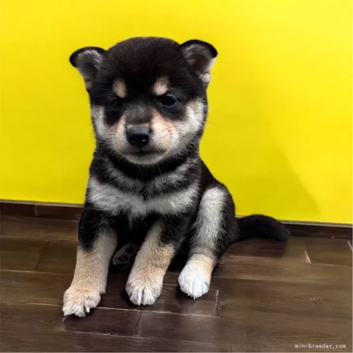 ID：2506-08393の子犬