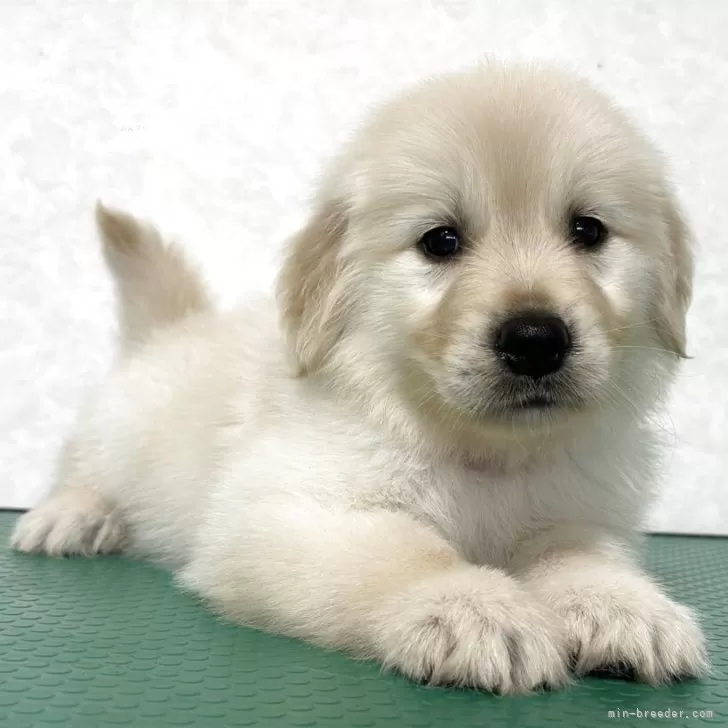 ゴールデンレトリバー【北海道・女の子・2025年10月1日・クリーム】の写真1「♡」