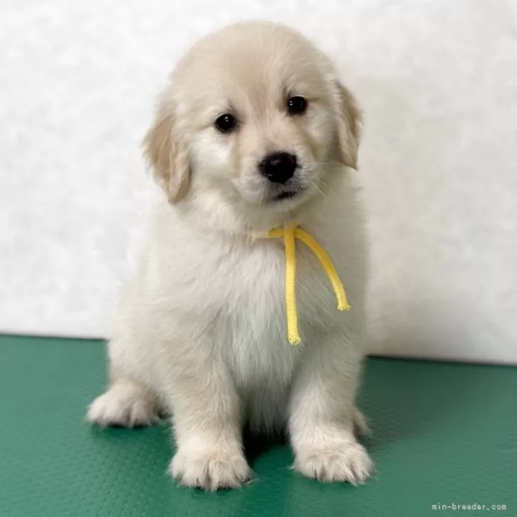 ゴールデンレトリバー【北海道・女の子・2025年10月1日・クリーム】の写真1