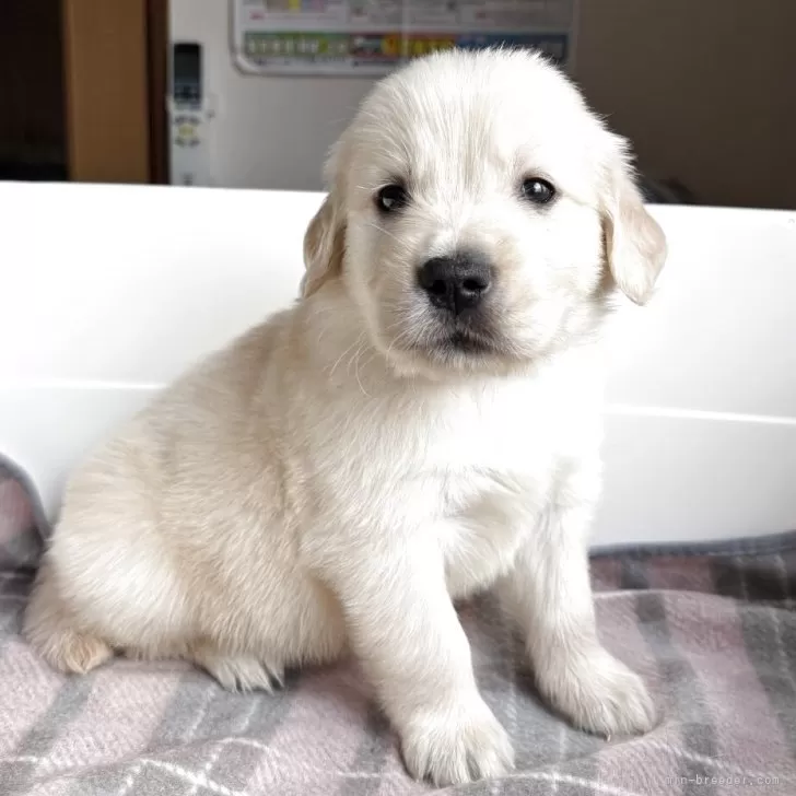 ゴールデンレトリバー【北海道・男の子・2025年10月1日・クリーム】の写真1