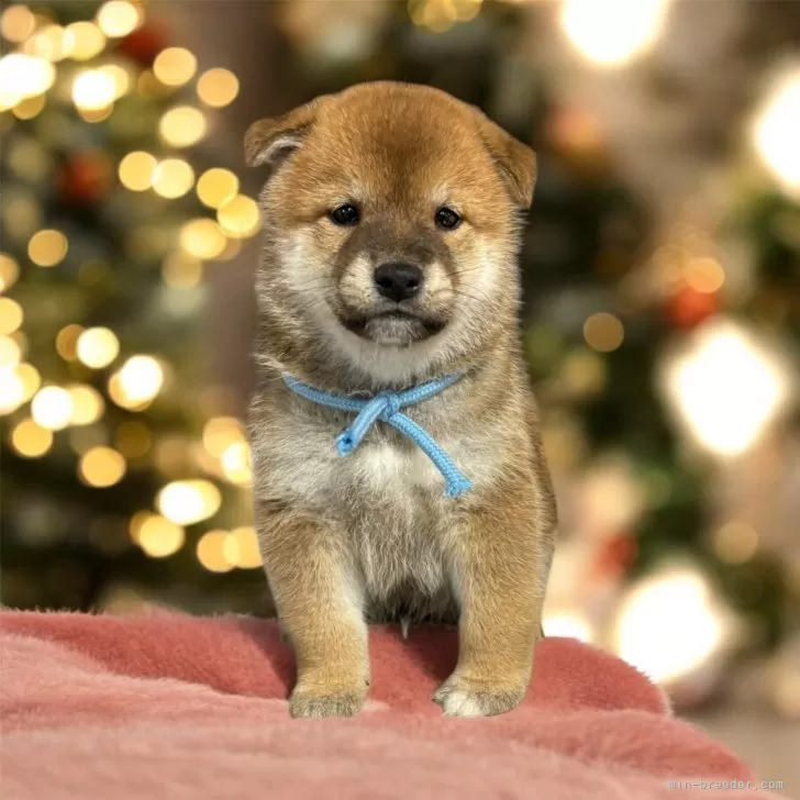 ID：2412-00001の子犬