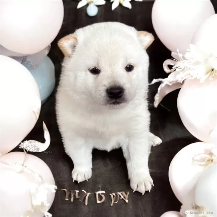 N.H 様のお迎えした子犬