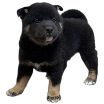 柴犬(標準サイズ)【北海道・男の子・2025年10月4日・黒】の写真「元気いっぱいの男の子♡」