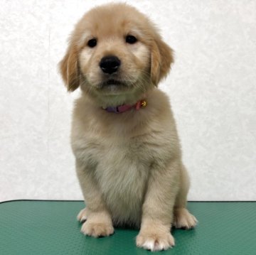 ゴールデンレトリバー【北海道・女の子・2025年10月1日・ゴールド】の写真「ムチムチの可愛い女の子♡」