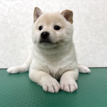 柴犬(標準サイズ)【北海道・女の子・2025年10月14日・白】の写真「小柄でまん丸のお顔が可愛い女の子♡」