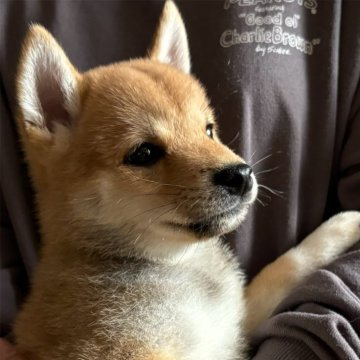 柴犬(豆柴)【北海道・男の子・2024年9月2日・赤】の写真「懐っこさは天下一品♡可愛いすぎます♡」
