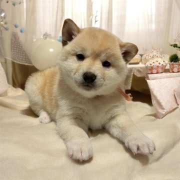 柴犬(標準サイズ)【北海道・女の子・2025年1月4日・淡い赤】の写真「おっとりさんでキョトンおめめが可愛い子です♡♡♡」