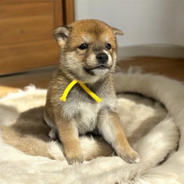 柴犬(標準サイズ)【北海道・男の子・2024年10月17日・赤】の写真「甘えん坊の可愛い男の子♡♡」