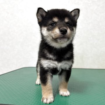 豆柴【北海道・男の子・2025年10月5日・黒】の写真「小柄で模様もハッキリしていて可愛い男の子♡」