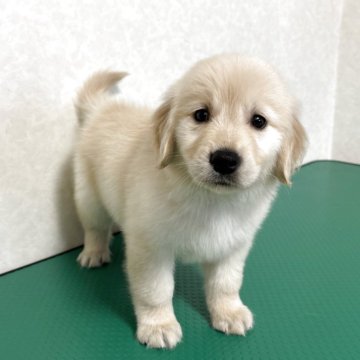 ゴールデンレトリバー【北海道・女の子・2025年10月1日・クリーム】の写真「1番のお転婆ガール♡」