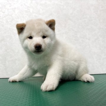 豆柴【北海道・男の子・2025年10月5日・白】の写真「兄妹の中でも1番大きくぷくぷくいておとなしい子です」