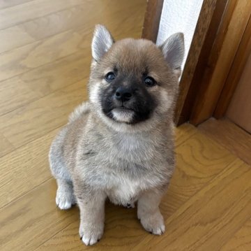 柴犬(豆柴)【北海道・男の子・2025年4月11日・赤】の写真「狸顔の男の子♡」