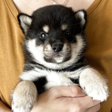 柴犬(標準サイズ)【北海道・男の子・2025年5月10日・黒】の写真「ふわふわもこもこの可愛いお男の子👦」