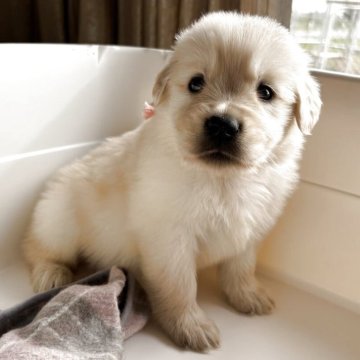 ゴールデンレトリバー【北海道・女の子・2025年10月1日・クリーム】の写真「おっとりしていて可愛い女の子♡」