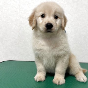 ゴールデンレトリバー【北海道・女の子・2025年10月1日・クリーム】の写真「ふわふわでポンポンのお腹が可愛すぎです♡」