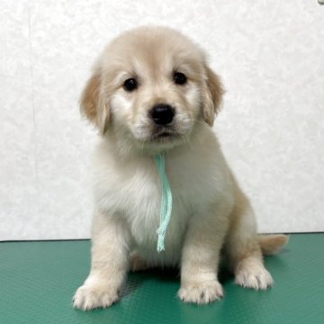 ゴールデンレトリバー【北海道・男の子・2025年10月1日・クリーム】の写真「賢くて冷静タイプの可愛い男の子♡」