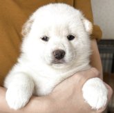 柴犬
