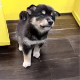 豆柴