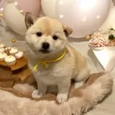 柴犬(標準サイズ)【北海道・女の子・2025年1月4日・淡い赤】の写真1