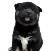 柴犬(標準サイズ)