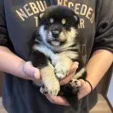 柴犬(標準サイズ)