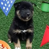 柴犬(標準サイズ)