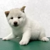 豆柴【北海道・男の子・2025年10月5日・白】の写真2