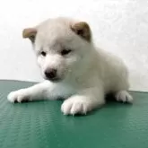豆柴【北海道・男の子・2025年10月5日・白】の写真3
