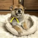柴犬(標準サイズ)【北海道・男の子・2024年10月17日・赤】の写真4